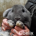 Obelix met naam