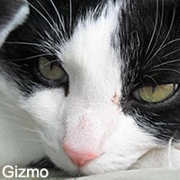 Gizmo_111017